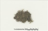 藏品(異萼蘚屬)的圖片